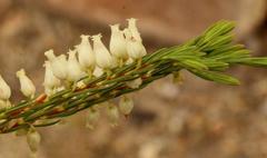 Erica albens longiflora