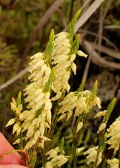 Erica albens longiflora