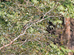 Pericrocotus cantonensis