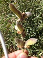 Lupinus formosus