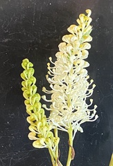 Grevillea obliquistigma