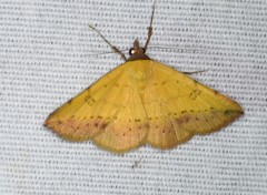 Hemeroplanis floccalis