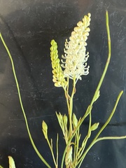 Grevillea obliquistigma