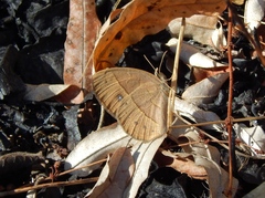 Brakefieldia simonsii