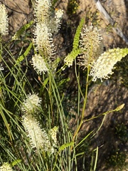 Grevillea obliquistigma