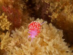 Paraflabellina funeka