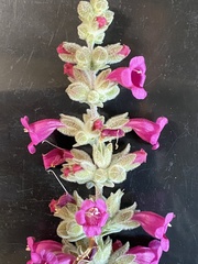 Dasymalla terminalis