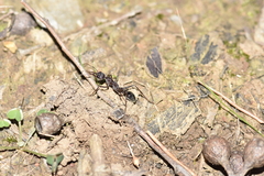 Myrmecia pyriformis