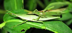 Atractomorpha acutipennis gerstaeckeri