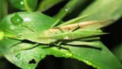 Atractomorpha acutipennis gerstaeckeri