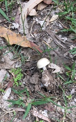Amanita ananiceps