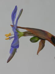 Aristea ensifolia