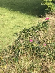 Rosa rugosa