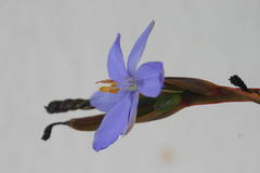 Aristea ensifolia