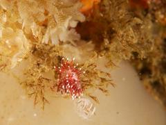 Paraflabellina funeka