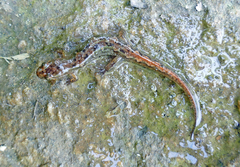 Desmognathus ocoee