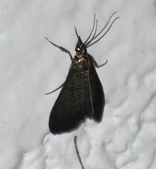 Pyrausta demantrialis