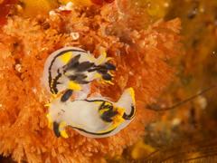Polycera capensis