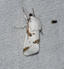 Euerythra trimaculata