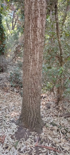 Turkey Oak