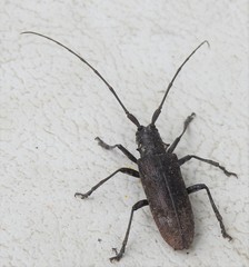 Monochamus maculosus