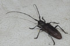 Monochamus maculosus