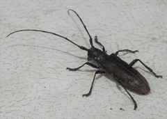 Monochamus maculosus