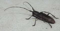Monochamus maculosus