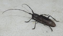 Monochamus maculosus