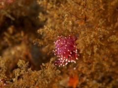 Paraflabellina funeka