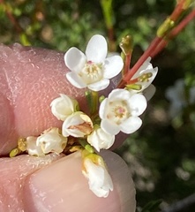 Micromyrtus racemosa