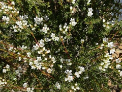 Micromyrtus racemosa