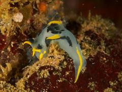 Polycera capensis