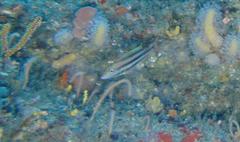 Polysteganus praeorbitalis