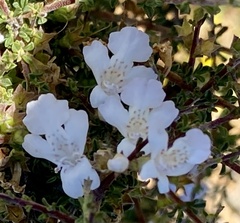 Hemigenia botryphylla