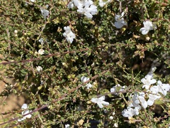 Hemigenia botryphylla