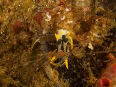 Polycera capensis