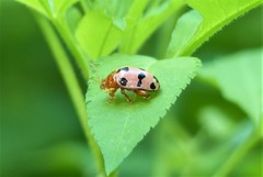 Podontia affinis