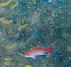 Pseudanthias cooperi