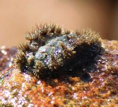 Acanthochitona garnoti