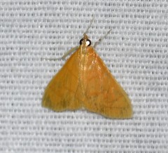 Helvibotys helvialis