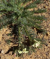 Lechenaultia macrantha