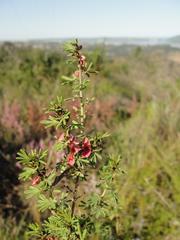 Indigofera stricta