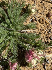 Lechenaultia macrantha