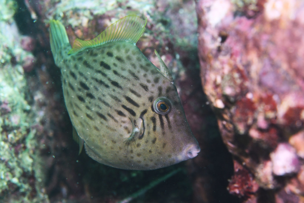 Threadsail Filefish