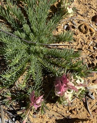 Lechenaultia macrantha