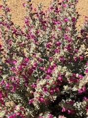 Dasymalla terminalis