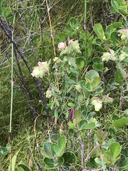 Hermannia hyssopifolia