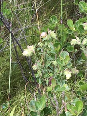 Hermannia hyssopifolia