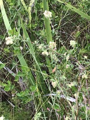 Hermannia hyssopifolia